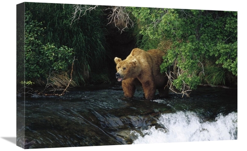 Global Gallery GCS-452536-1624-142 16 x 24 in. Grizzly Bear Fishing&#4