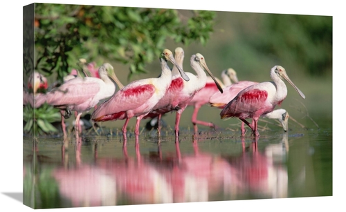 Global Gallery GCS-396710-1624-142 16 x 24 in. Roseate Spoonbill Flock