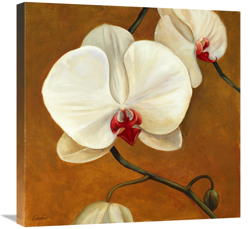 Global Gallery GCS-137412-2424-142 24 x 24 in. Orquideas Blancas II Ar