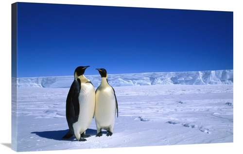 Global Gallery GCS-397950-2436-142 24 x 36 in. Emperor Penguin Pair