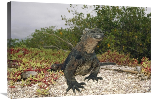 Global Gallery GCS-451317-2436-142 24 x 36 in. Marine Iguana Male,