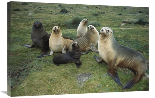 Global Gallery GCS-451622-2436-142 24 x 36 in. Hookers Sea Lion Cows &