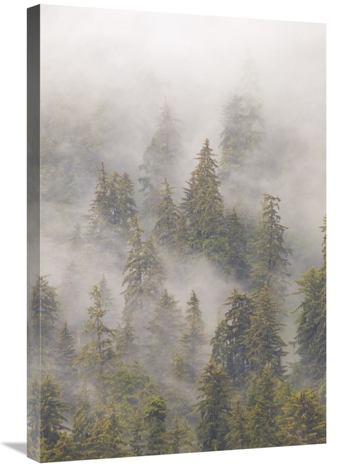 Global Gallery GCS-395407-2030-142 20 x 30 in. Mist in Tongass Nationa