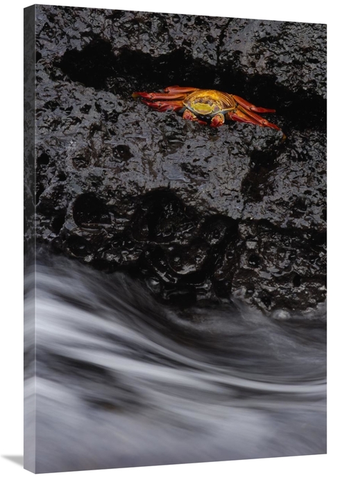 Global Gallery GCS-453058-2436-142 24 x 36 in. Sally Lightfoot Crab in