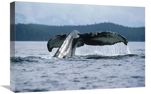 Global Gallery GCS-450582-1624-142 16 x 24 in. Humpback Whale Tail&#44