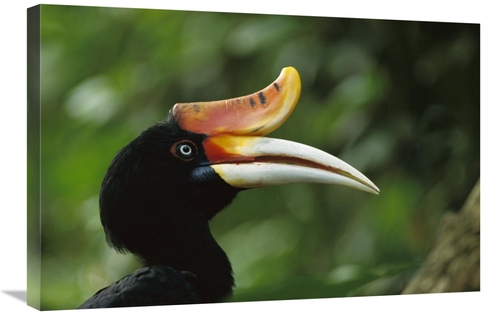 Global Gallery GCS-453010-2030-142 20 x 30 in. Rhinoceros Hornbill Pro