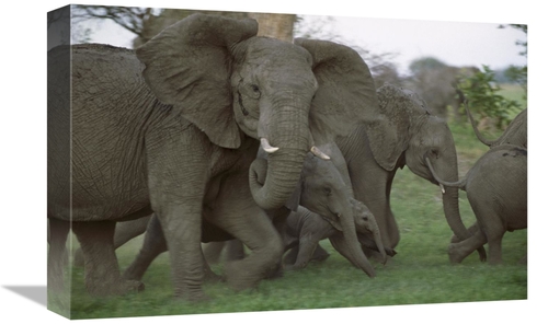 Global Gallery GCS-452945-1218-142 12 x 18 in. African Elephant Herd R