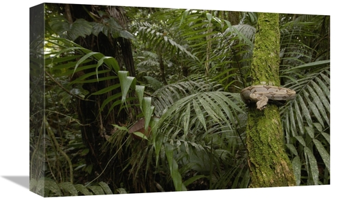 12 x 18 in. Boa Constrictor Coiled Around A Mossy Tree Trunk in the Ra