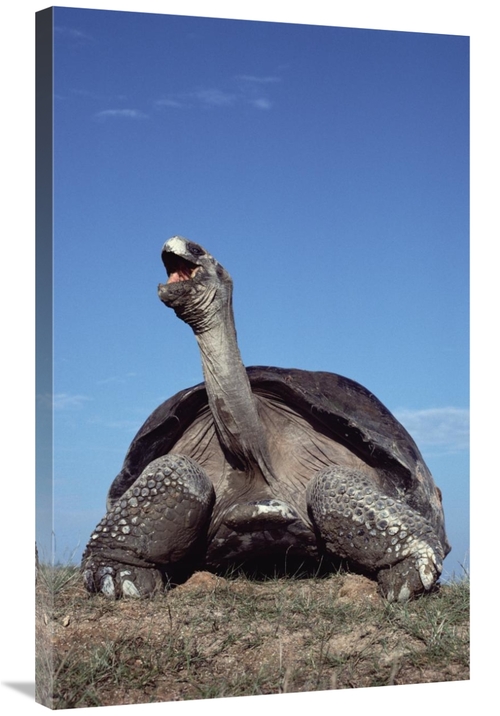 Global Gallery GCS-451168-36-142 36 in. Galapagos Giant Tortoise Yawni