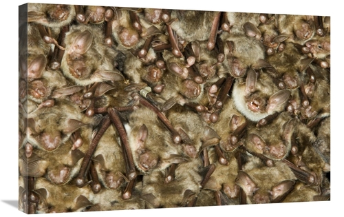 Global Gallery GCS-395314-2030-142 20 x 30 in. Greater Mouse-Eared Bat