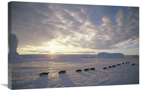 Global Gallery GCS-451119-2030-142 20 x 30 in. Emperor Penguins Tobogg