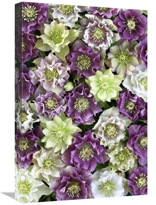 Global Gallery GCS-398329-1624-142 16 x 24 in. Hellebore Flowers Art P