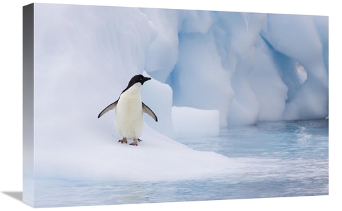 Global Gallery GCS-395823-1624-142 16 x 24 in. Adelie Penguin on Melti