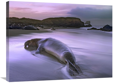 Global Gallery GCS-397052-2432-142 24 x 32 in. Northern Elephant Seal 