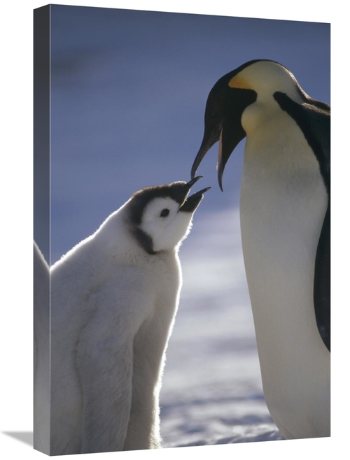 Global Gallery GCS-451126-1624-142 16 x 24 in. Emperor Penguin Parent 