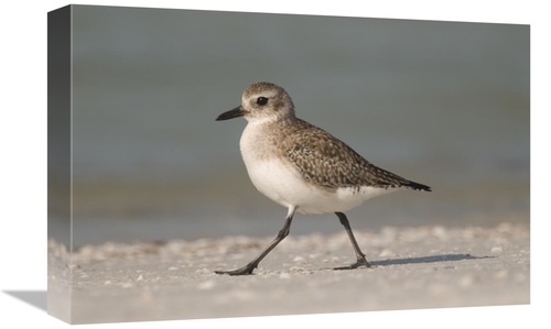 Global Gallery GCS-397369-1218-142 12 x 18 in. Black-Bellied Plover Wa