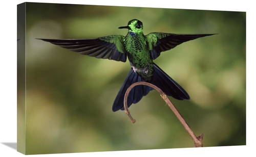 Global Gallery GCS-397235-1624-142 16 x 24 in. Green-Crowned Brilliant