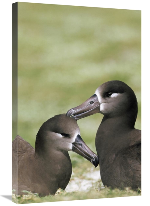 Global Gallery GCS-451436-2030-142 20 x 30 in. Black-Footed Albatross 