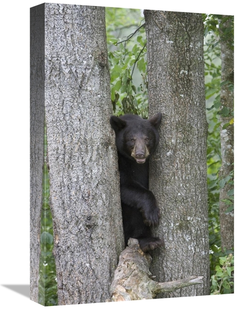 Global Gallery GCS-395411-1218-142 12 x 18 in. Black Bear Juvenile Mal