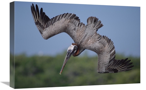Global Gallery GCS-451053-1624-142 16 x 24 in. Brown Pelican Diving in