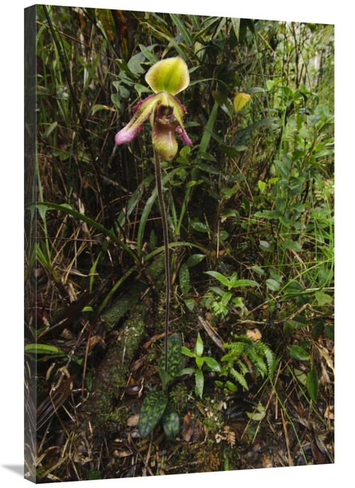 Global Gallery GCS-397557-2436-142 24 x 36 in. Orchid Flower in Rainfo