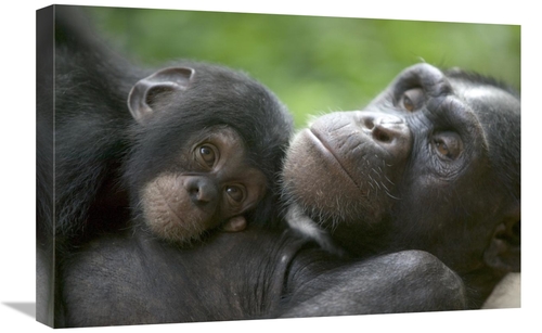 Global Gallery GCS-398102-1624-142 16 x 24 in. Chimpanzee Adult Female