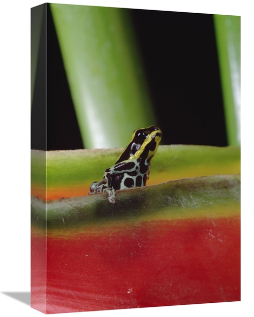 Global Gallery GCS-450758-1218-142 12 x 18 in. Rio Madeira Poison Frog