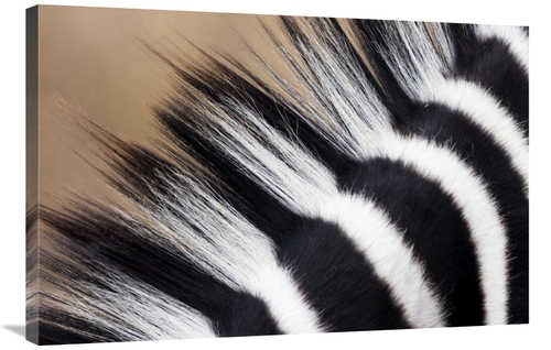 Global Gallery GCS-397436-2436-142 24 x 36 in. Zebra Mane, Khama R