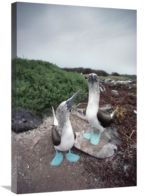 Global Gallery GCS-451782-2030-142 20 x 30 in. Blue-Footed Booby Pair 
