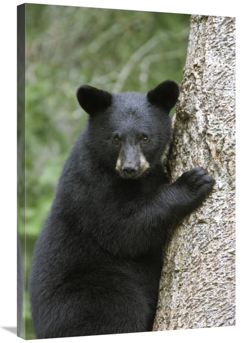 Global Gallery GCS-395423-2436-142 24 x 36 in. Black Bear Cub in Tree 