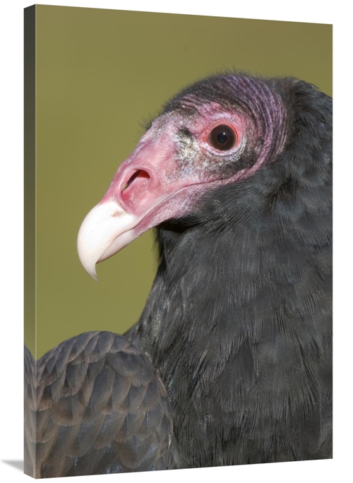 Global Gallery GCS-397333-2436-142 24 x 36 in. Turkey Vulture, How