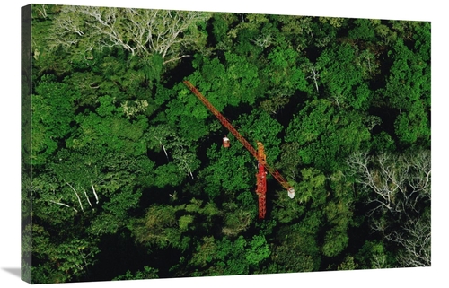 Global Gallery GCS-450705-2436-142 24 x 36 in. Rainforest Canopy Resea