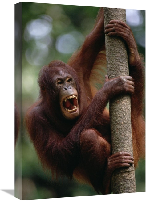 Global Gallery GCS-452786-1624-142 16 x 24 in. Orangutan Hanging on Tr