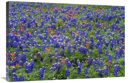 Global Gallery GCS-396877-2436-142 24 x 36 in. Hill Country Wildflower