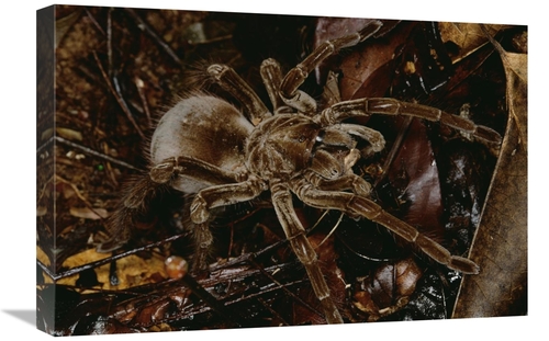 Global Gallery GCS-450798-1624-142 16 x 24 in. Tarantula Portrait,