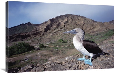 Global Gallery GCS-451781-2436-142 24 x 36 in. Blue-Footed Booby in Ro