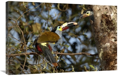 Global Gallery GCS-453144-2436-142 24 x 36 in. Plate-Billed Mountain T