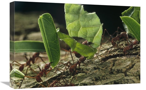 Global Gallery GCS-450702-1624-142 16 x 24 in. Leafcutter Ant Group Ca