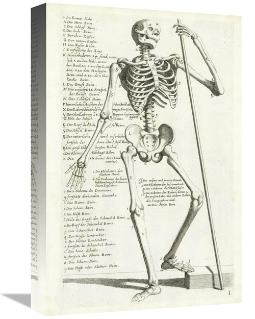 Global Gallery GCS-454963-1218-142 12 x 18 in. Anatomical Diagram Show