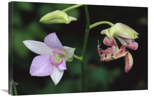 Global Gallery GCS-397645-2030-142 20 x 30 in. Orchid Mantis Female Mi