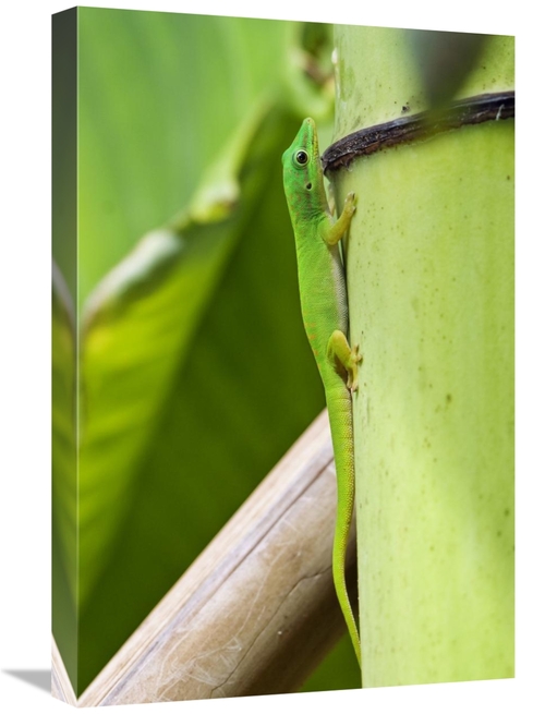 Global Gallery GCS-453644-1624-142 16 x 24 in. Andaman Day Gecko, 