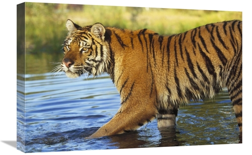 16 x 24 in. Siberian Tiger Walking Through A Shallow River, Asia A