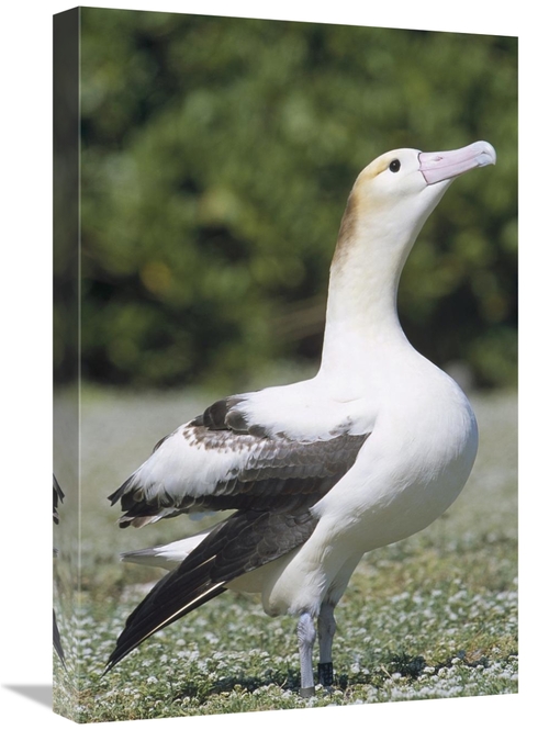 Global Gallery GCS-451445-1624-142 16 x 24 in. Short-Tailed Albatross 