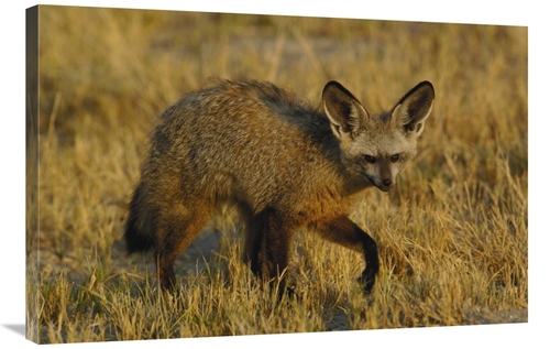Global Gallery GCS-453266-2436-142 24 x 36 in. Bat-Eared Fox Portrait&