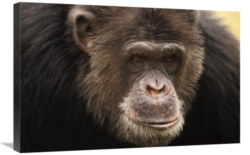 Global Gallery GCS-452781-2030-142 20 x 30 in. Chimpanzee Male Portrai