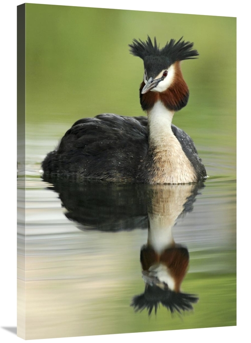Global Gallery GCS-397464-2436-142 24 x 36 in. Great Crested Grebe in 