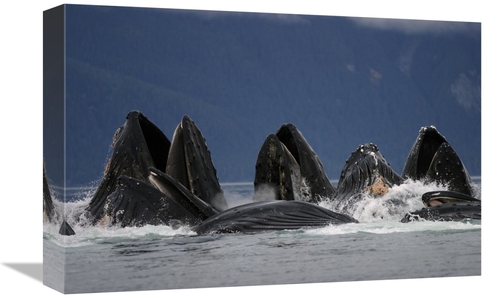 Global Gallery GCS-453559-1218-142 12 x 18 in. Humpback Whale Pod Bubb