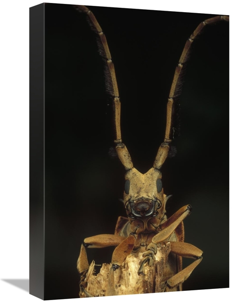 Global Gallery GCS-450981-1218-142 12 x 18 in. Long Horn Beetle Portra