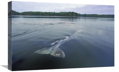 Global Gallery GCS-450835-1624-142 16 x 24 in. Gray Whale Skims Water 