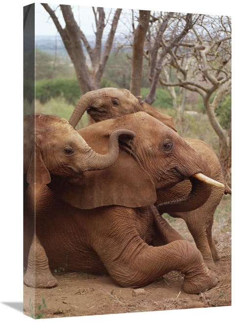 Global Gallery GCS-452959-1624-142 16 x 24 in. African Elephant Baby O